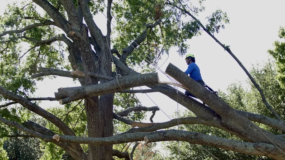 Professional Hazardous Tree Removal performed by certified arborists in Kansas