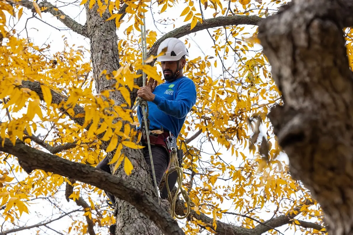Skilled Tree Pruning crew working in Kansas